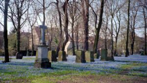 Blühende Blauseterne (Szilla) auf dem Magnifriedhof (Mai 1997)