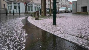 Ein Regenschauer und die Pracht der Zierkirschbaumblüte ist dahin