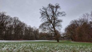 Wolfsburg ♦ Baum am Krummen Teich