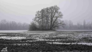 Insel im abgelassenen Kreuzteich (Riddagshäuser Teiche)