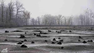 Baumstümpfe im abgelassenen Mittelteich (Riddagshäuser Teiche)