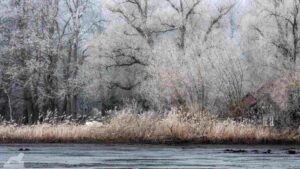 Mittelteichim Winter (Riddagshäuser Teiche)