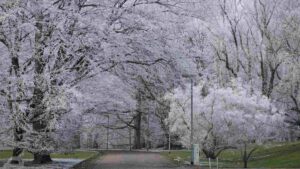 Viewegs Garten bei Raureif