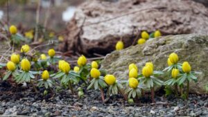 Winterling (Eranthis hyemalis) im Botanischen Garten (Februar 2025)