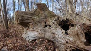 Baumstamm an dem am Kreuzteich verlaufenden Fischerweg (Riddagshäuser Teiche)